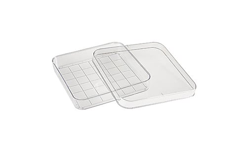 square petri dish with grid1